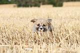 CORGI PEMBROKE 079